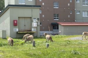 北海道